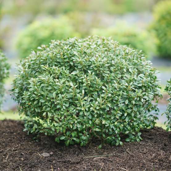 Compact globe of Strongbox Ilex glabra in field